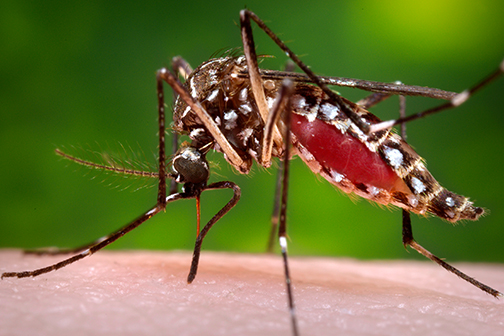 Aedes mosquito